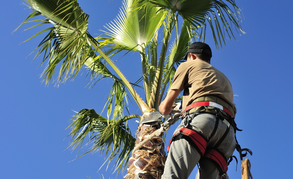 Urban Tree Lopping at work