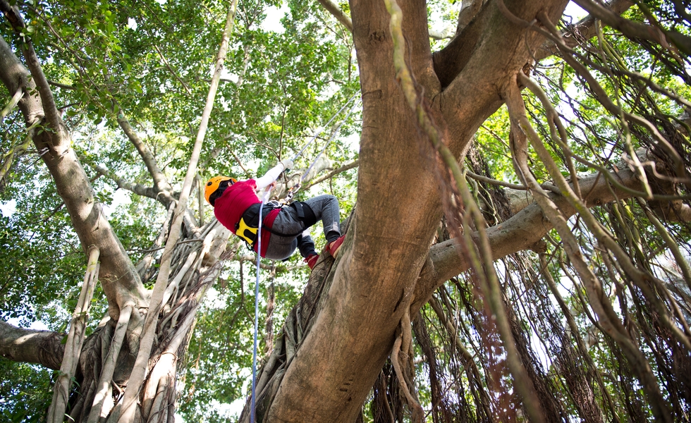 Tree Trimming & Pruning