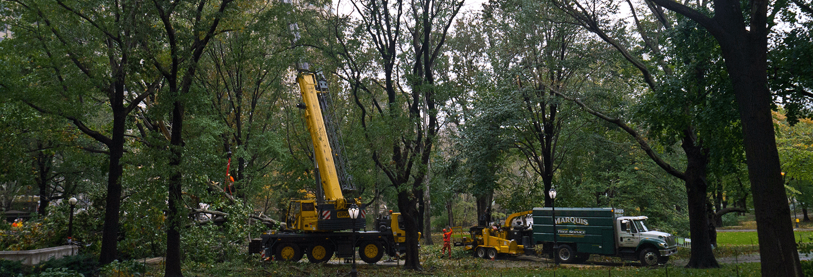 Tree lopping in Perth
